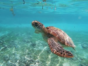 Sea Turtle Fact
