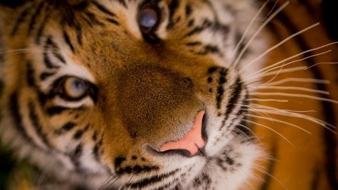 facts about tigers