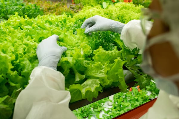 Gloved hands of worker of contemporary vertical farm over lettuce seedlings