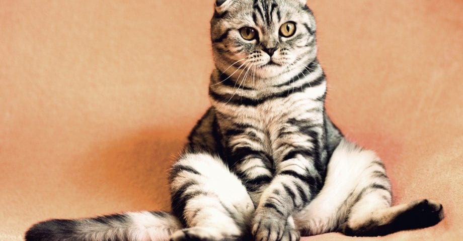 interesting facts about cats