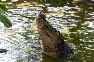 interesting facts about crocodile
