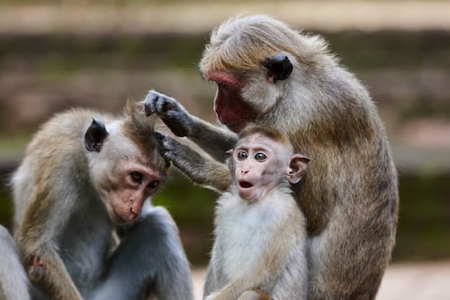 Monkeys cleaning one another