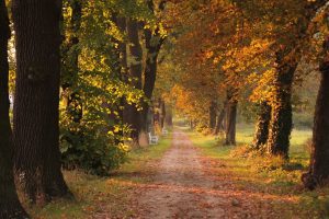 Leaves turning brown at the end of summer