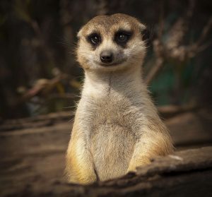 adorable looking meerkat