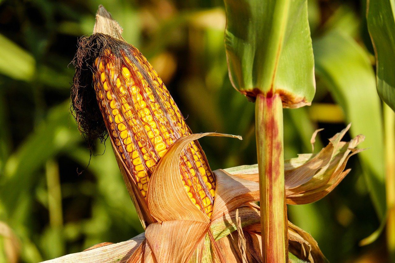  10 Fun Facts About Corn Fact City