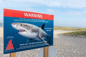 Warning Sign on Beach about Great Whites