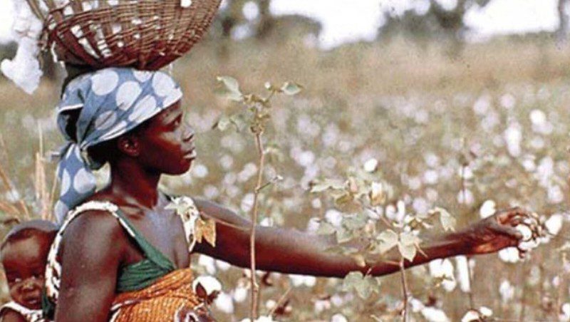Cotton farming in Niger