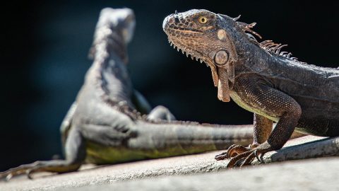 two iguanas