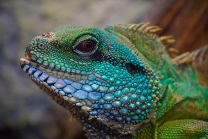 a multicolored exotic lizard