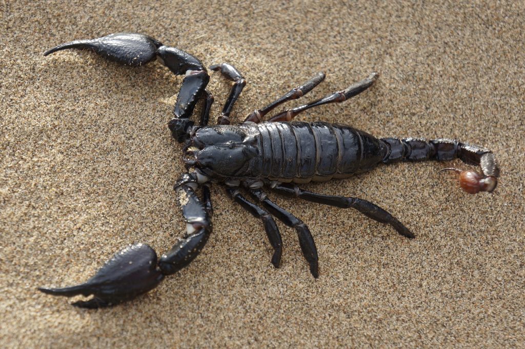 A large scorpion