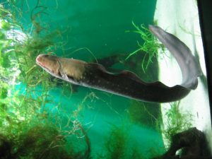 Electric eel in the water