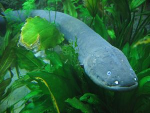 Electric eel swimming towards you!