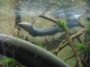 Electric eels