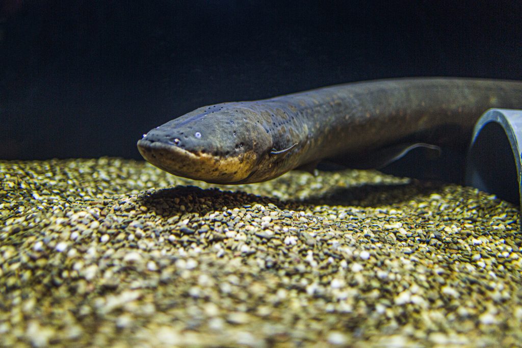 fun facts about electric eels