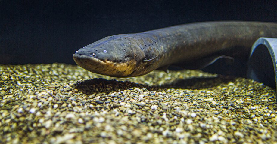 fun facts about electric eels