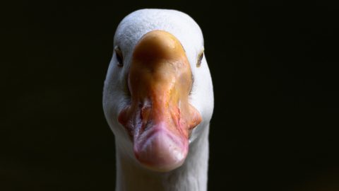 White feathered Goose