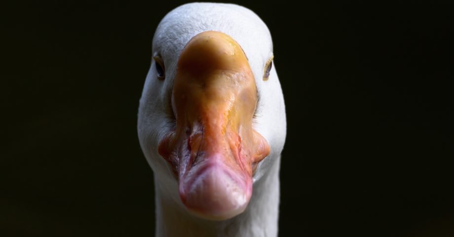 White feathered Goose