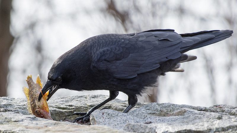 a crow fishing