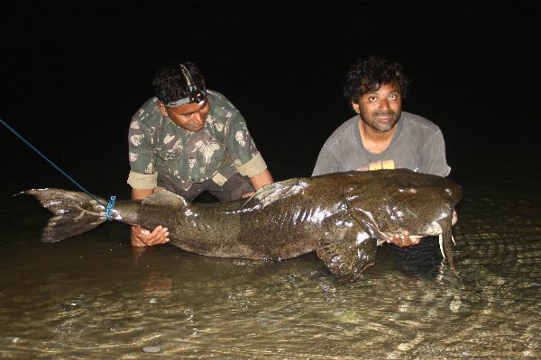 measuring a catfish