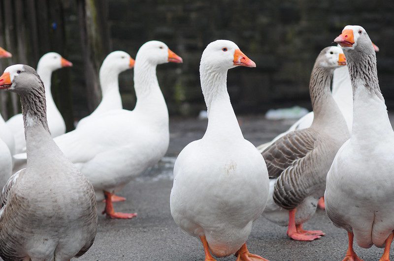 a group of geese