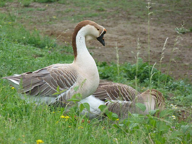 Chinese geese