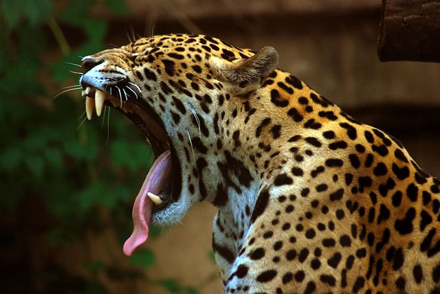 yawning jaguar
