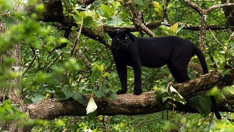 a panther up in the trees