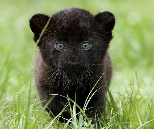 new born black panther cub