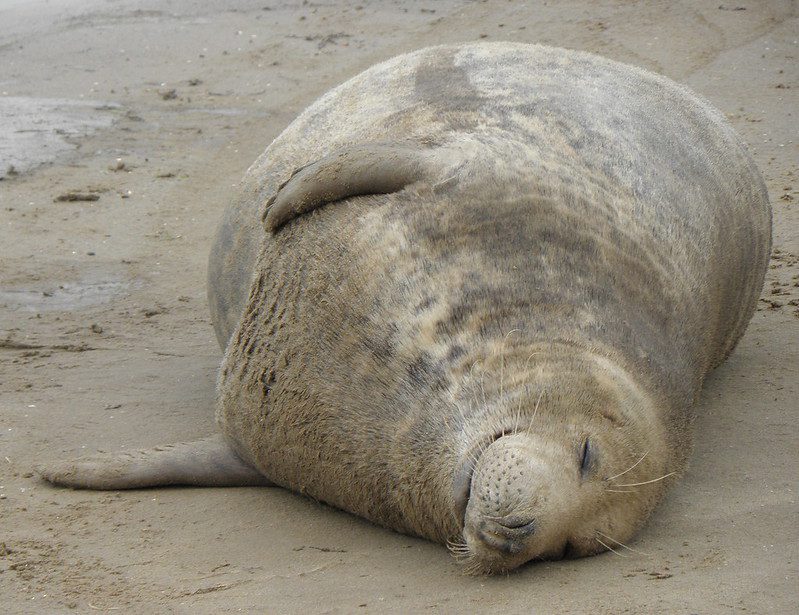 seal blubber