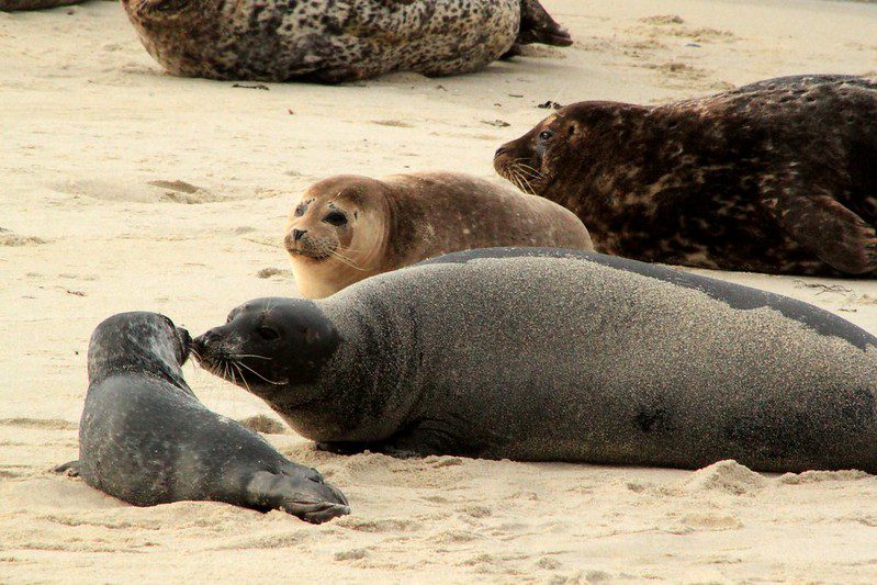 a family of seals