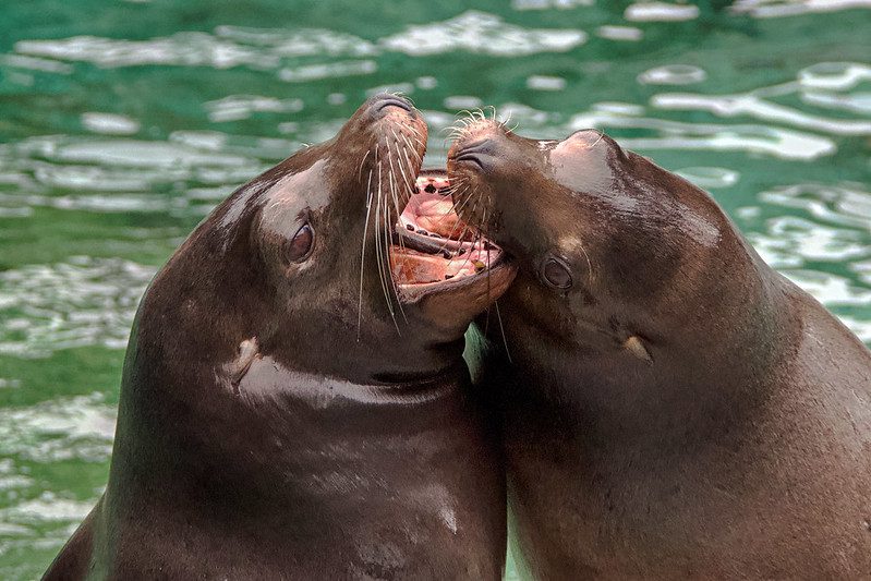 seals playing around