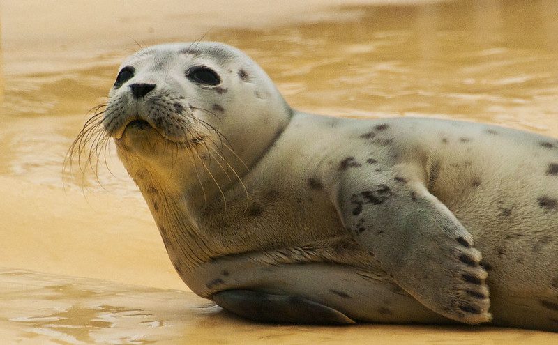 Seals, life and facts