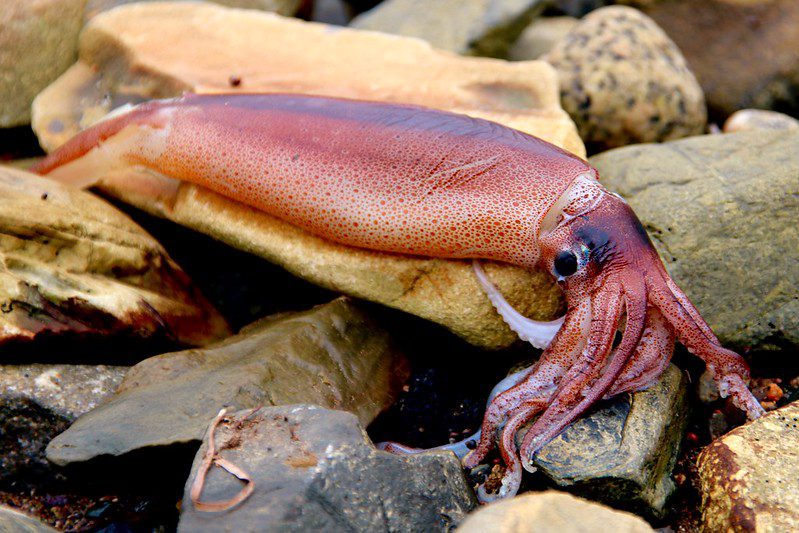 squid washed ashore