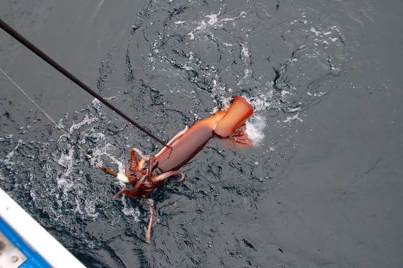 A Humboldt squid being speared