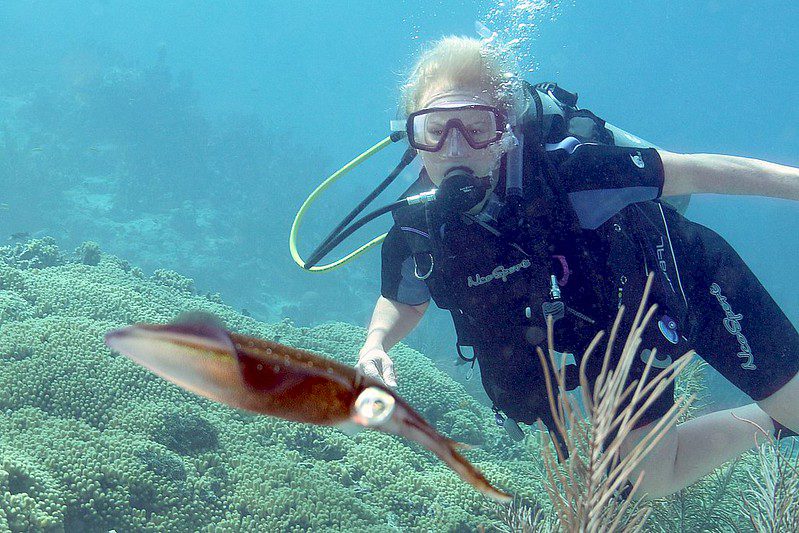 a diver interacting with a squid