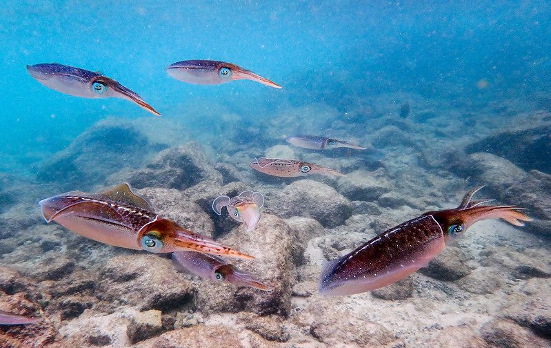 a shoal of reef squid