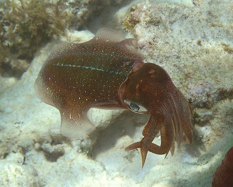 a squid underwater