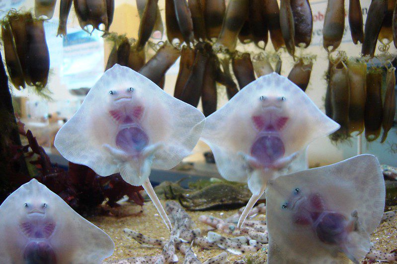 baby stingrays