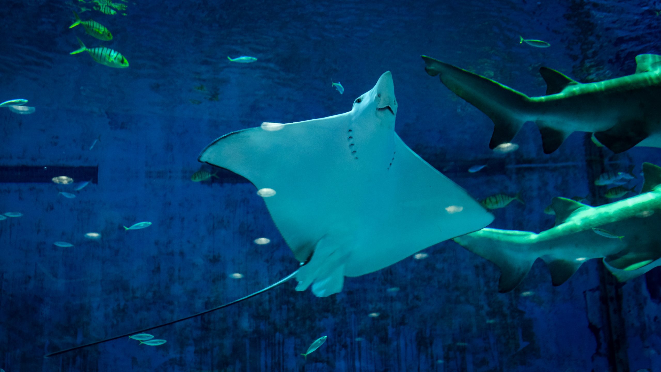 a school of stingrays