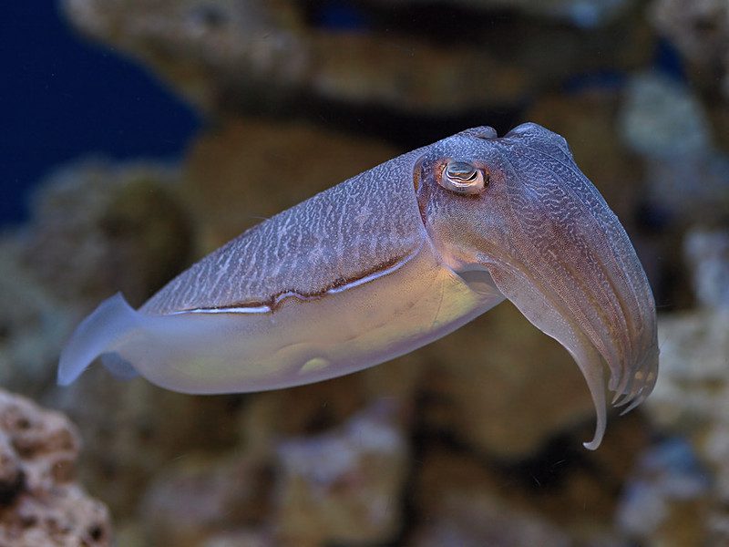 night time shot of a cuttlefish
