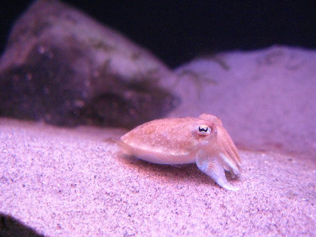 baby cuttlefish