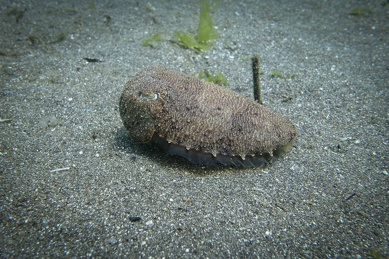 cuttlefish covered with sand