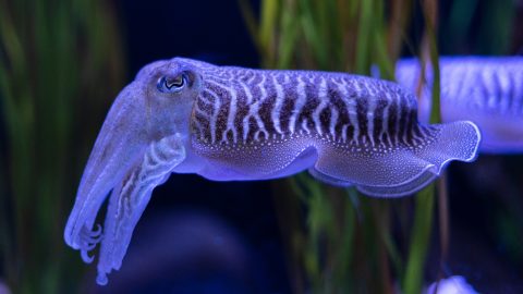 a bright cuttlefish, almost glowing