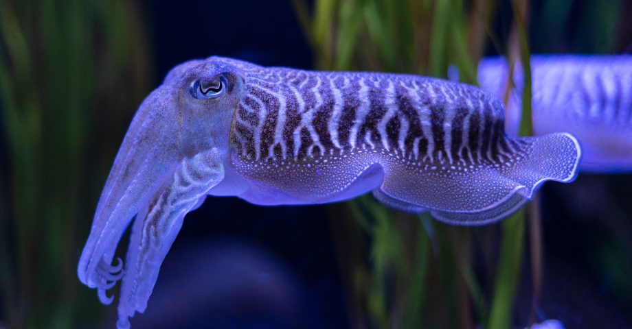 a bright cuttlefish, almost glowing