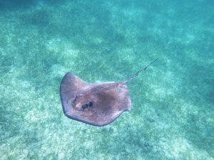 a stingray in a clear tropical sea