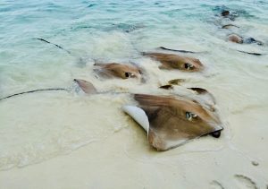 stingrays coming up to the beach