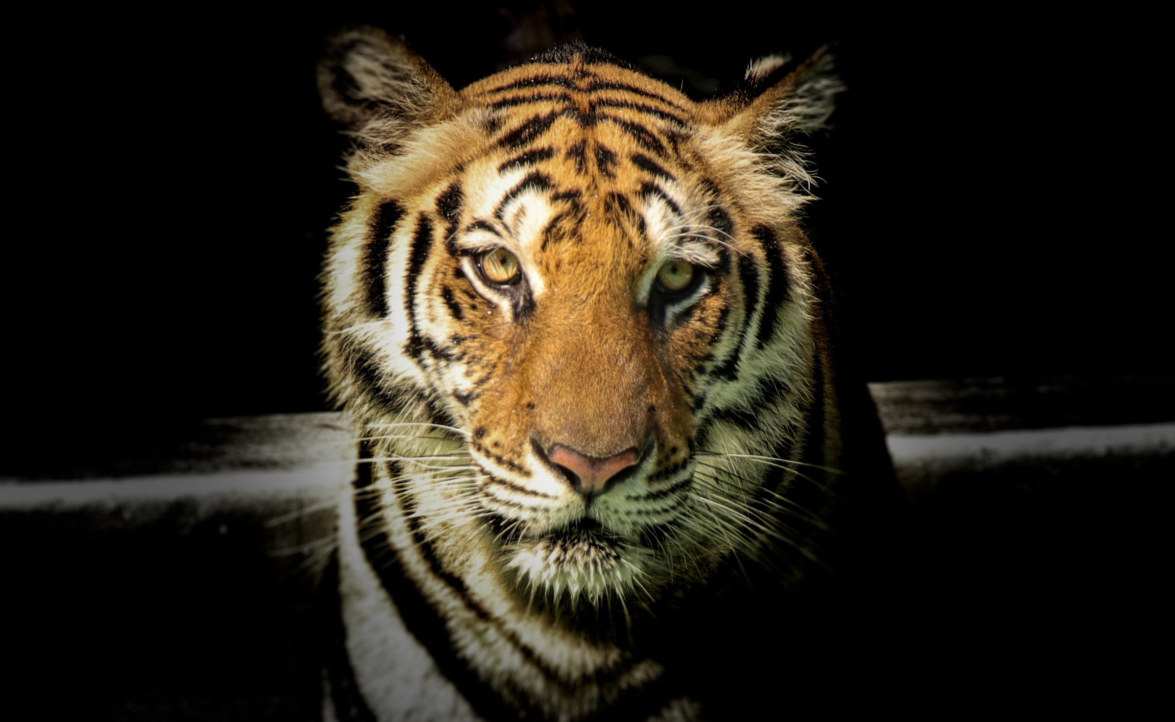 a dramatic photo of a tiger on a black background