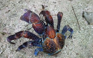 A LARGE coconut crab