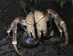 a coconut crab 