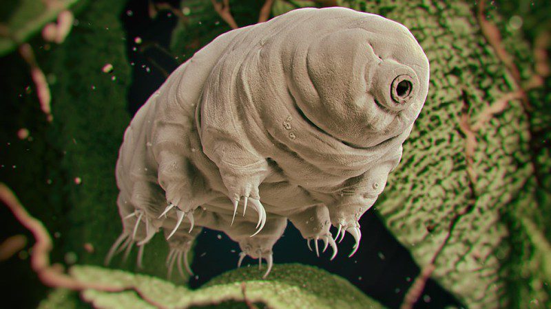 a tardigrade 